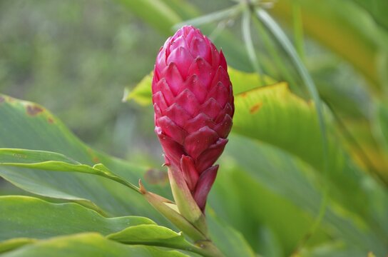 Ginger flower (Zingiber officinale), Cameroon, Central Africa, Africa