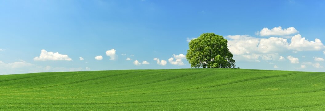 Large solitaires linden tree (Tilia) on hill in green field, spring, blue sky with cumulus clouds, Mecklenburg-Western Pomerania, Germany