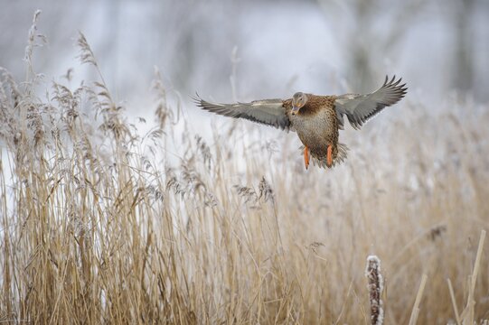 Mallard ( Anas platyrhynchos) female in winter, flying over reeds with hoarfrost, Lower Saxony, Germany