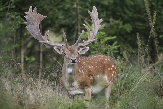 Fallow Deer (Dama dama), bast