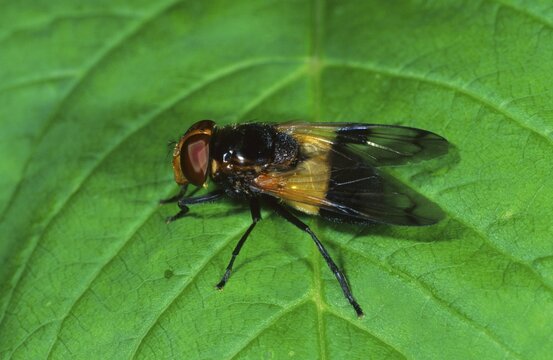 Hover-fly (Volucella pellucens)