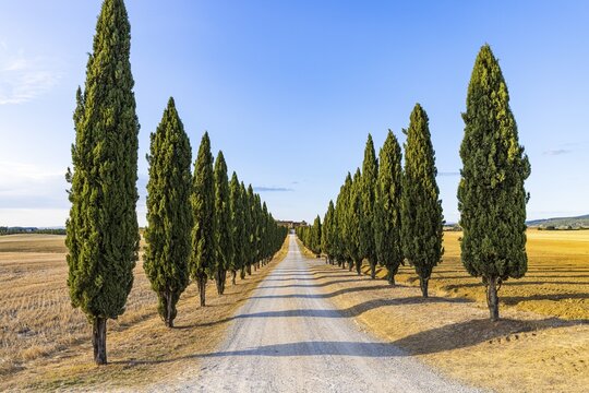 Cypress avenue as driveway to a country house, near Asciano, Tuscany, Italy