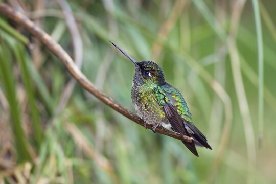 Magnificent Hummingbird (Eugenes fulgens), male sitting on twig, Cerro de la Muerte, Costa Rica, Central America
