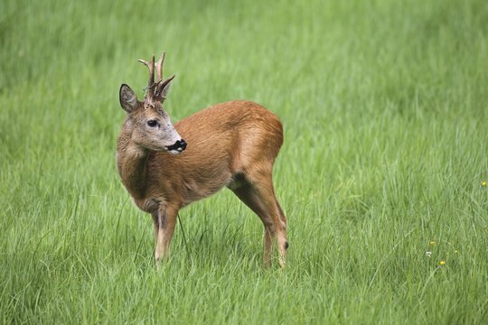 Roebuck (Capreolus capreolus), wire loop in antler, Lower Austria, Austria