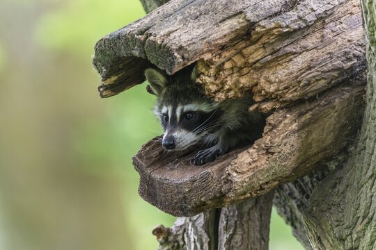 Raccoon (Procyon lotor) sitting in hollow tree trunk, captive, Saarland, Germany