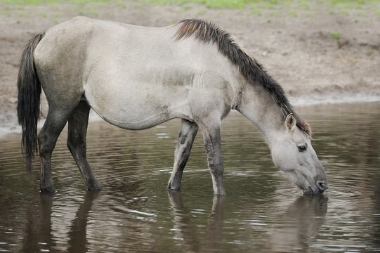 D&uuml;lmen wild horse drinking, Merfelder Bruch, D&uuml;lmen, North Rhine-Westphalia, Germany