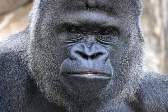 Western western gorilla (Gorilla gorilla) silverback, animal portrait, captive