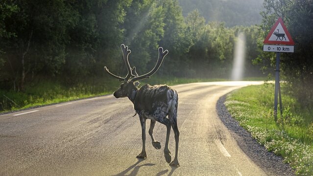 Reindeer (Rangifer tarandus) crossing road, Europa 6, E6, near Alta, Finnmark County, Norway