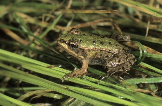 Edible frog, Common Water Frog (Rana esculenta), few-week-old juvenile sunbathing frog