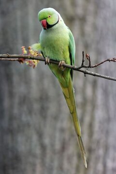 Rose-ringed parakeet (Psittacula krameri) sitting on a branch, Germany