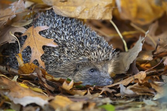 European hedgehog (Erinaceus europaeus) adult animal emerging from a pile of autumnal leaves in the autumn, England, United Kingdom