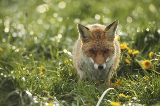 Red Fox (Vulpes vulpes) in dandelion meadow (Taraxacum officinale) Allg&auml;u, Bavaria, Germany