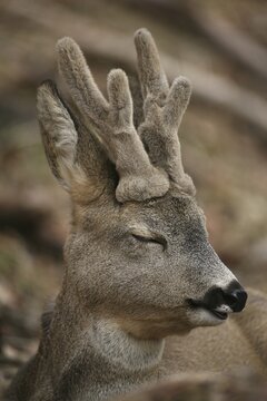 European roe deer (Capreolus capreolus) buck portrait, dozing buck in winter coat with velvet antlers, Allg&auml;u, Bavaria, Germany