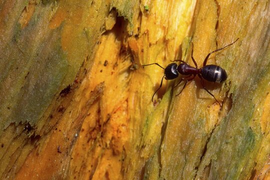 European Carpenter Ant (Camponotus ligniperda)