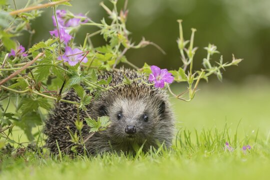 European hedgehog (Erinaceus europaeus) adult animal on a garden lawn under flowering pink geranium flowers in the summer, Suffolk, England, United Kingdom