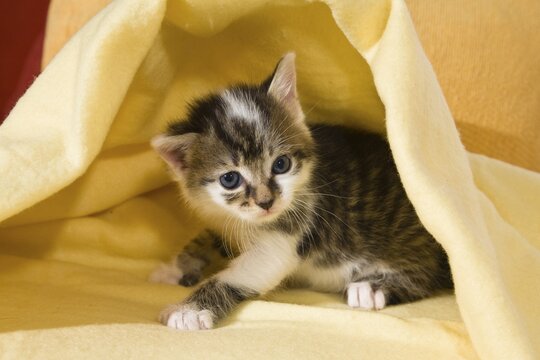 Kitten under a blanket