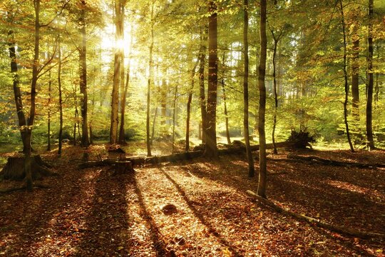 Natural deciduous forest of oaks, Saxony, Germany, beeches and birches in autumn, sun shines through the leaves, Elbe Sandstone Mountains, National Park Saxon Switzerland, Saxony, Germany