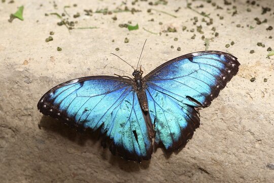 Peleides Blue Morpho (Morpho peleides), South America