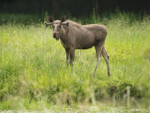 Eurasian Elk or Moose (Alces alces), young bull moose with antlers in velvet, captive, Lower Saxony, Germany