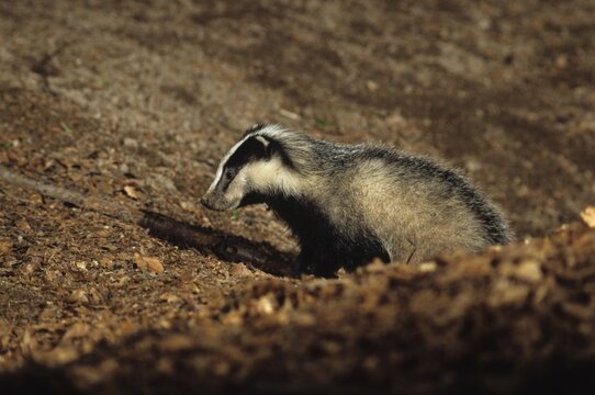 Badger, Meles meles, leaving sett