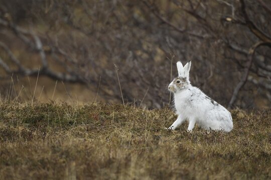 Mountain hare (Lepus timidus) in white winter fur in the tundra, Lapland, Northern Norway, Norway, Scandinavia