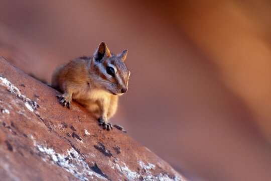 Chipmunk (Tamias), Arches National Park, Utah, USA
