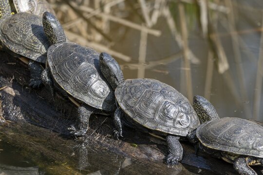 European pond turtles (Emys orbicularis), on a tree trunk, Germany