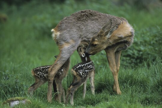 European Roe Deer (Capreolus capreolus) nursing young, fawn