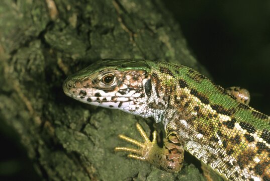 European green lizard (Lacerta viridis), female, Austria
