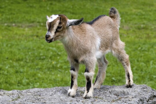 Pygmy Goat (Capra hircus), Eng-Alm, Eng Alp, Karwendel Range, Austria, Europe