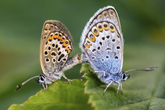 Blue blooded mating, butterfly, Goldenstedter Moor, Lower Saxony, Germany