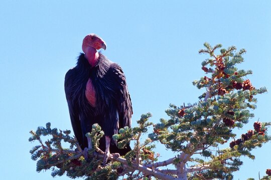 California Condor (Gymnogyps californianus) Zion National Park, Utah, USA, North America