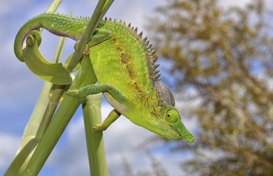 Antimena chameleon (Furcifer antimena), male, thorn forest, southwest, Madagascar