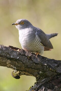Cuckoo (Cuculus canorus), Allg&auml;u, Bavaria, Germany