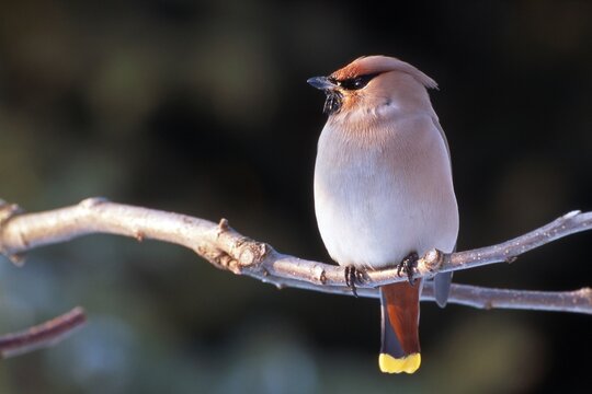 Bohemian Waxwing (Bombycilla garrulus), Breitenbach, Tyrol, Austria, Europe
