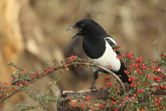 European magpie (Pica pica) calling, on berries of firethorn (Pyracantha) Allg&auml;u, Bavaria, Germany