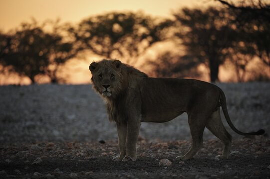 Male Lion (Panthera leo) stands still and stares into the camera at sunrise, Etosha National Park, Namibia