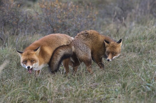 Red foxes (Vulpes vulpes), two fighting males, North Holland, Netherlands