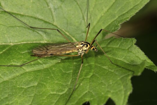 Crane fly (Nephrotoma terminalis) on leaf, Baden-W&uuml;rttemberg, Germany