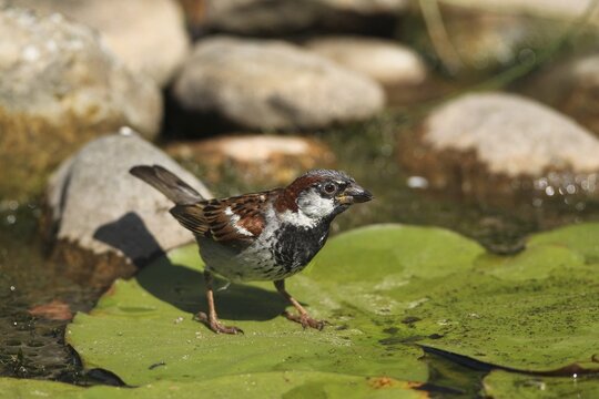 House sparrow (Passer domesticus), male, on a lily pad in the pond, Bavaria, Germany
