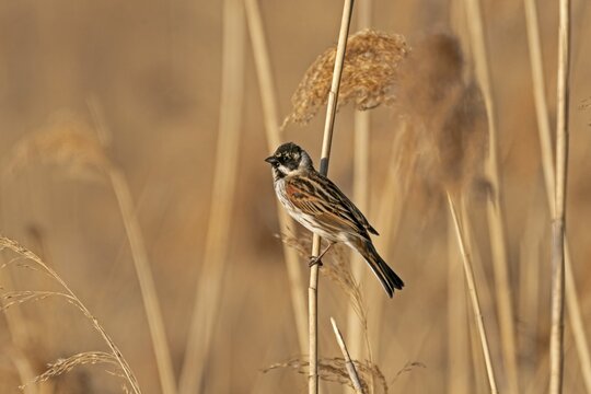 Reed bunting (Emberiza schoeniclus), sitting on a stalk in reeds, Germany