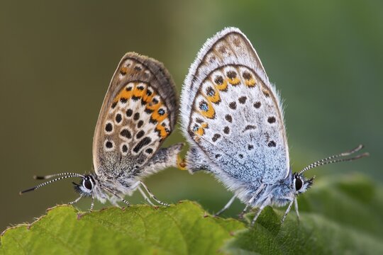 Agriades optilete (Plebejus optilete) mating, butterfly, Goldenstedt, Lower Saxony, Germany