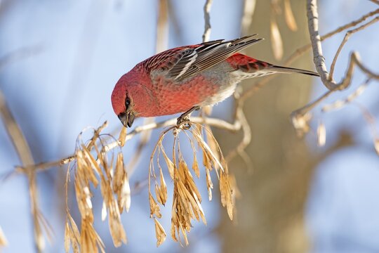 Pine grosbeak (pinicola enucleator), male perched on a Manitoba maple (acer negundo) and eating the seeds. Forerst of Yamachiche, province of Quebec, Canada,