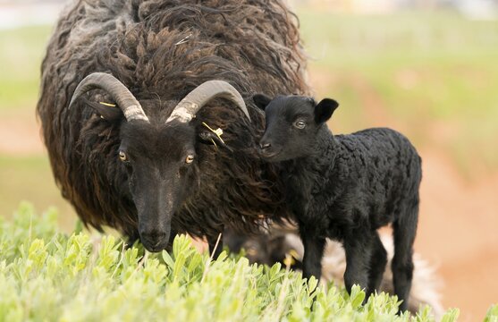 Heidschnucke, moorland sheep (Ovis ammon f.aries) with lamb in meadow, Schleswig-Holstein, Heligoland, Germany