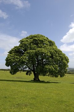 Maple tree South Devon England Grossbrittanien