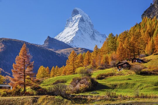 Matterhorn 4478m with golden yellow larches in autumn, Zermatt, Mattertal, Valais, Switzerland