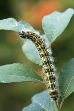 Buff-tip Moth caterpillar (Phalera bucephala), Schwaz, Tirol, Austria