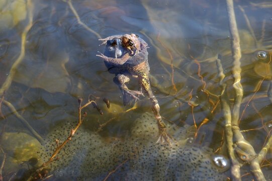 Moor frogs ( Rana arvalis ) pairing hugging in water