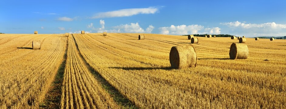 Panorama, stubble field with round bales of straw in summer, cultural landscape under blue sky, Mecklenburg-Western Pomerania, Germany