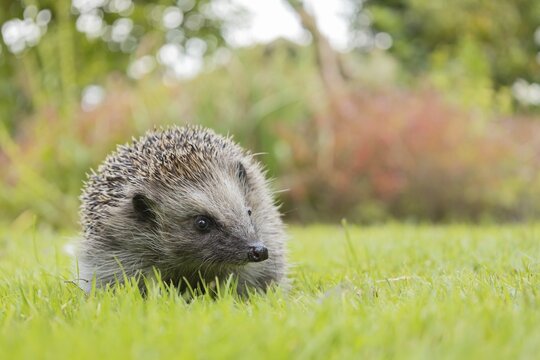 European hedgehog (Erinaceus europaeus) adult animal on a garden grass lawn in the summer, Suffolk, England, United Kingdom
